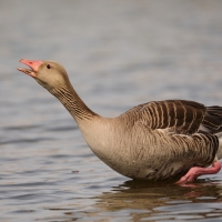Gęgawa - Anser anser - Greylag Goose