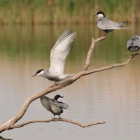 Rybitwa białowąsa - Chlidonias hybrida - Whiskered Tern