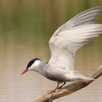Rybitwa białowąsa - Chlidonias hybrida - Whiskered Tern