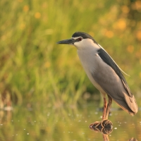 Ślepowron - Nycticorax nycticorax - Black-crowned Night-Heron
