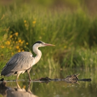 Czapla siwa - Ardea cinerea -Grey Heron