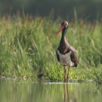 Bocian czarny - Ciconia nigra - Black Stork