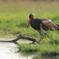 Bocian czarny - Ciconia nigra - Black Stork