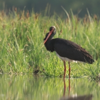Bocian czarny - Ciconia nigra - Black Stork