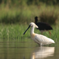 Warzęcha - Platalea leucorodia - Eurasian Spoonbill