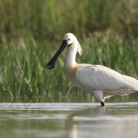Warzęcha - Platalea leucorodia - Eurasian Spoonbill