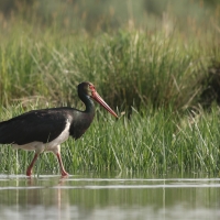 Bocian czarny - Ciconia nigra - Black Stork