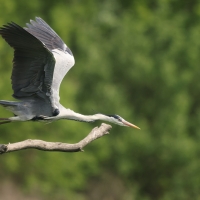 Czapla siwa - Ardea cinerea -Grey Heron