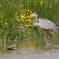 Czapla siwa - Ardea cinerea -Grey Heron