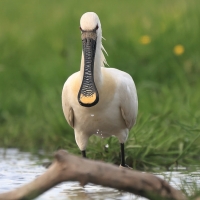 Warzęcha - Platalea leucorodia - Eurasian Spoonbill