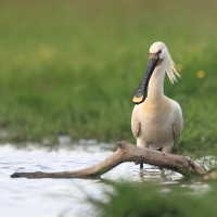 Warzęcha - Platalea leucorodia - Eurasian Spoonbill