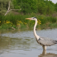 Czapla siwa - Ardea cinerea -Grey Heron