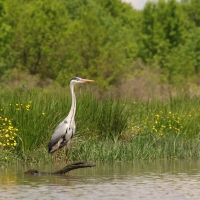 Czapla siwa - Ardea cinerea -Grey Heron