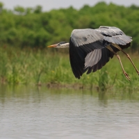Czapla siwa - Ardea cinerea -Grey Heron