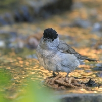 Kapturka - Sylvia atricapilla - Eurasian Blackcap