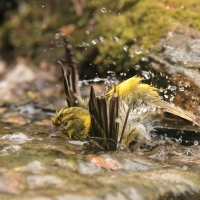 Kulczyk zwyczajny - Serinus serinus - European Serin