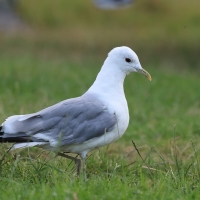 Mewa siwa - Larus canus - Mew Gull
