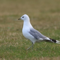 Mewa siwa - Larus canus - Mew Gull