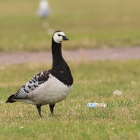 Bernikla białolica - Branta leucopsis - Barnacle Goose