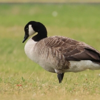 Bernikla kanadyjska - Branta canadensis - Canada goose