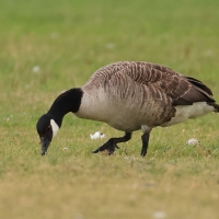 Bernikla kanadyjska - Branta canadensis - Canada goose