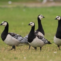 Bernikla białolica - Branta leucopsis - Barnacle Goose