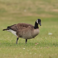 Bernikla kanadyjska - Branta canadensis - Canada goose