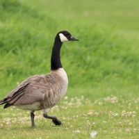 Bernikla kanadyjska - Branta canadensis - Canada goose