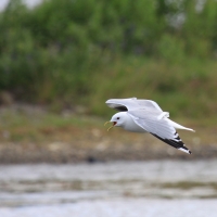 Mewa siwa - Larus canus - Mew Gull