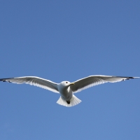 Mewa siwa - Larus canus - Mew Gull