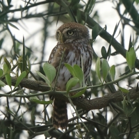 Sóweczka sawannowa - Glaucidium perlatum - Pearl-spotted Owlet