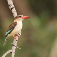 Łowiec brązowogłowy - Halcyon albiventris  - Brown-hooded KingfisherŁowiec brązowogłowy - Halcyon albiventris  - Brown-hooded Kingfisher