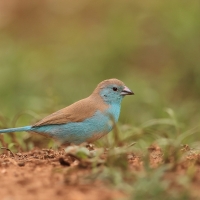 Motylik sawannowy - Uraeginthus angolensis - Blue-breasted Cordon-bleu