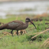 Ibis białowąsy - Bostrychia hagedash - Hadada Ibis