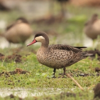 Srebrzanka czerwonodzioba - Anas erythrorhyncha - Red-billed Teal