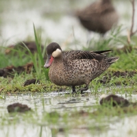 Srebrzanka czerwonodzioba - Anas erythrorhyncha - Red-billed Teal