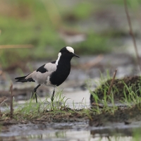 Czajka srokata - Vanellus armatus - Blacksmith Lapwing