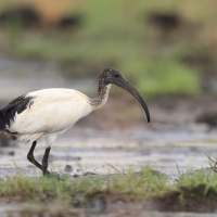 Ibis czczony - Threskiornis aethiopicus - Sacred Ibis