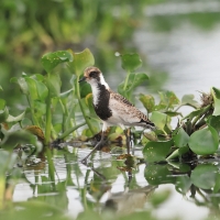 Czajka srokata - Vanellus armatus - Blacksmith Lapwing