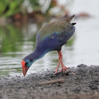 Modrzyk afrykański - Porphyrio p. madagascariensis - African Swamphen