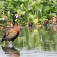Drzewica białolica - Sarkidiornis melanotos - White-faced Whistling Duck