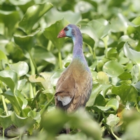 Modrzyk afrykański - Porphyrio p. madagascariensis - African Swamphen