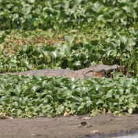 Krokodyl nilowy