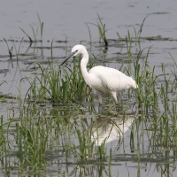 Czapla nadobna - Egretta garzetta - Little Egret