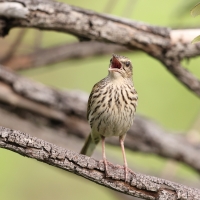 Świergotek kreskowany - Anthus lineiventris - Striped Pipit