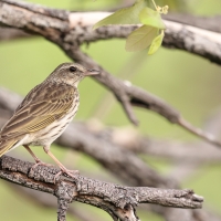Świergotek kreskowany - Anthus lineiventris - Striped Pipit