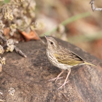 Świergotek kreskowany - Anthus lineiventris - Striped Pipit
