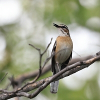 Drozdówka białosterna - Cercotrichas quadrivirgata - Bearded Scrub-Robin