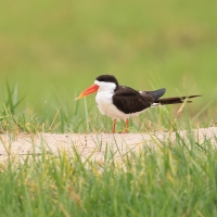 Brzytwodziób afrykański - Rynchops flavirostris - African Skimmer