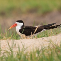Brzytwodziób afrykański - Rynchops flavirostris - African Skimmer